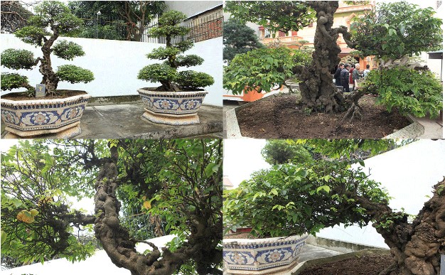 Cặp khế cổ nhất Việt Nam của đại gia Phú Thọ: Do một tay vua Gia Long trồng và chăm sóc, giá 10 tỷ