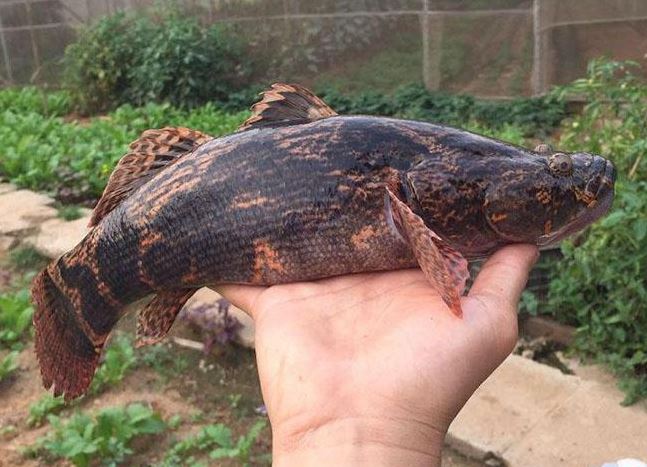 Giống cá bống khổng lồ giá 500.000 đồng/kg, trước chả ai biết đến giờ là đặc sản được săn lùng