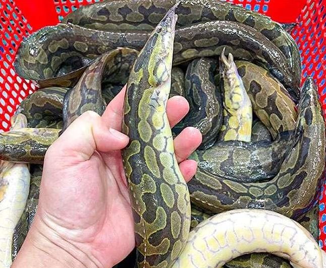 Loài cá được ví “nhân sâm dưới nước”, giá nửa triệu đồng/kg được giới nhà giàu săn lùng