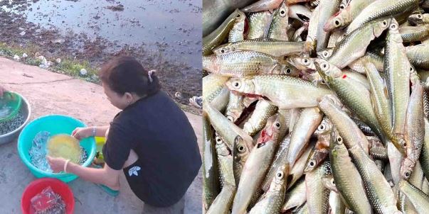 Loại cá đặc sản miền Tây của Việt Nam giúp người dân kiếm tiền triệu mỗi ngày