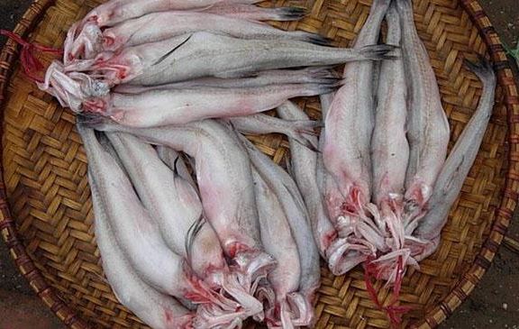 Loài cá thân mềm như cháo, hương vị tuyệt ngon mà giá chỉ hơn 200.000 đồng/kg