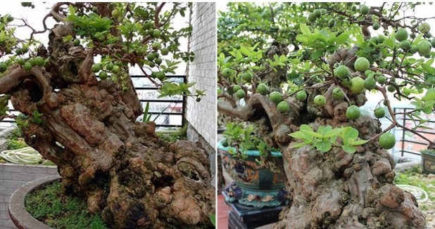 Bất ngờ cây ổi bonsai thế ‘Bạt phong’ 300 tuổi ở Hà Nội: Sai trĩu quả, đại gia trả hơn 1 tỷ không bán