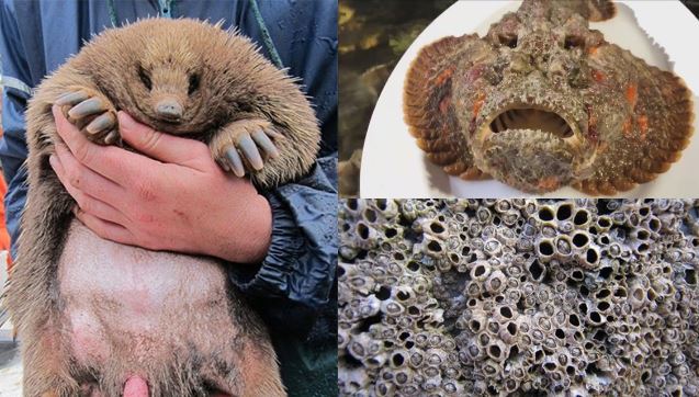 5 loài có cách ‘ân ái’ dị nhất Trái đất: Số 1 là đặc sản nổi tiếng của Việt Nam, số 3 nghe tên đủ sợ