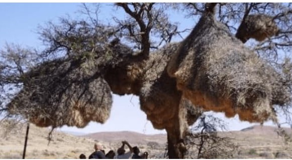 Tổ chim quý hiếm trên thế giới với hơn 500 con sinh sống, đã có tuổi đời hàng trăm năm