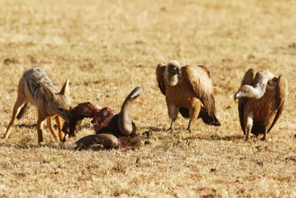 Tại sao kền kền 'vua ăn thịt thối' lại miễn nhiễm với mọi chất độc? Điều không thể không nhắc đến là chức năng axit dạ dày mạnh mẽ của nó