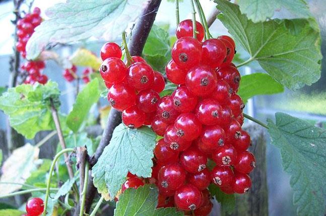 Thứ quả ở châu Âu bán rẻ như cho, về Việt Nam có giá tới 2 triệu đồng/kg không có hàng để bán