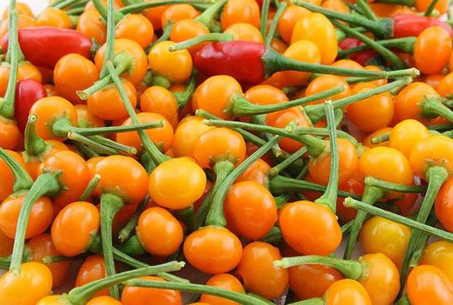 Quả bé tí ở nước ngoài từng được bán với gia 500 triệu đồng/kg, Việt Nam giờ trồng rất nhiều, thưởng thức 1 lần là nhớ mãi