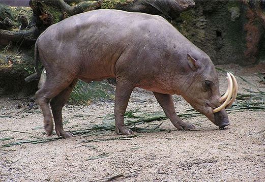 Choáng váng trước 'quái vật lợn' siêu kỳ dị: Có tận 3 dạ dày, mọc sừng ngay trên mũi