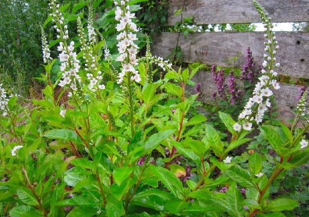 Cây này toàn thân là “báu vật” giá 300.000 đồng/kg, lá làm rau ăn, thân và rể là thuốc quý được săn lùng