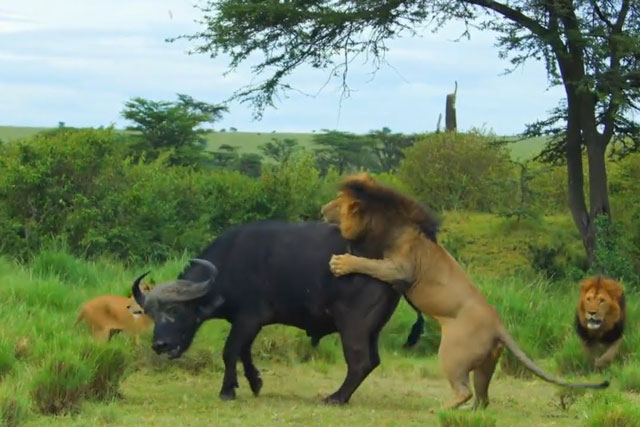 CLIP: Trâu rừng giành chiến thắng khó tin trong cuộc ác chiến với bầy sư tử