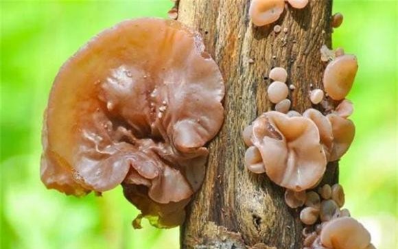 bí ngô, mộc nhĩ, cà chua xanh, rau quả độc