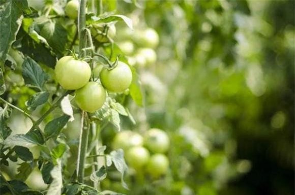 bí ngô, mộc nhĩ, cà chua xanh, rau quả độc