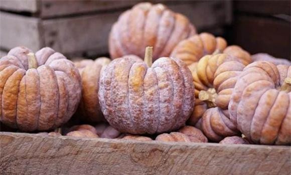 bí ngô, mộc nhĩ, cà chua xanh, rau quả độc