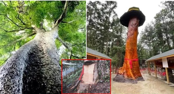 Loài cây quý ‘ngàn năm không mục, vạn năm không chết’: Lá rụng được thờ, thân cây từng bán 9000 tỷ
