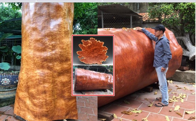 Khúc gỗ quý 'như kim cương' nặng gần 8 tấn từng được trả 4 tỷ: Của hiếm ngàn năm mới có