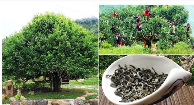 ‘Cây chè tổ’ 400 tuổi nằm trên độ cao 1.400m: Được nuôi bằng tinh túy đất trời, là cây di sản Việt Nam