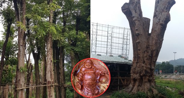 Đại gia sở hữu ‘báu vật’ ngàn năm: Loại gỗ quý trăm năm cao 1 tấc, ngã giá 1 triệu đô nhưng không bán