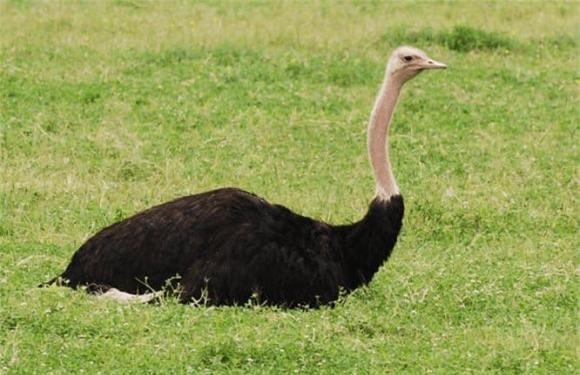 chim voi, đà điểu, loài chim lớn nhất thế giới