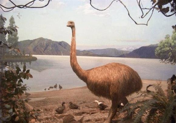 chim voi, đà điểu, loài chim lớn nhất thế giới