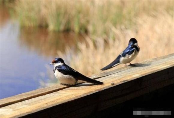 chim (1).jpg 0 chim, xác chim, khám phá thiên nhiên