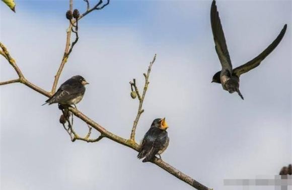 chim (1).jpg 1 chim, xác chim, khám phá thiên nhiên