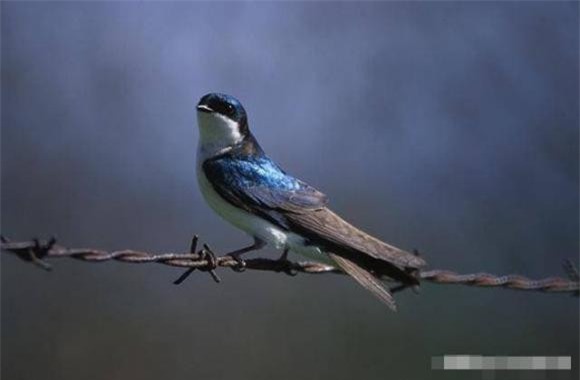 chim (1).jpg 2 chim, xác chim, khám phá thiên nhiên