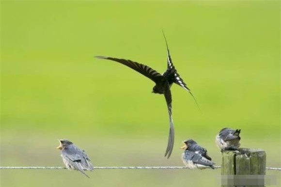 chim (1).jpg 3 chim, xác chim, khám phá thiên nhiên