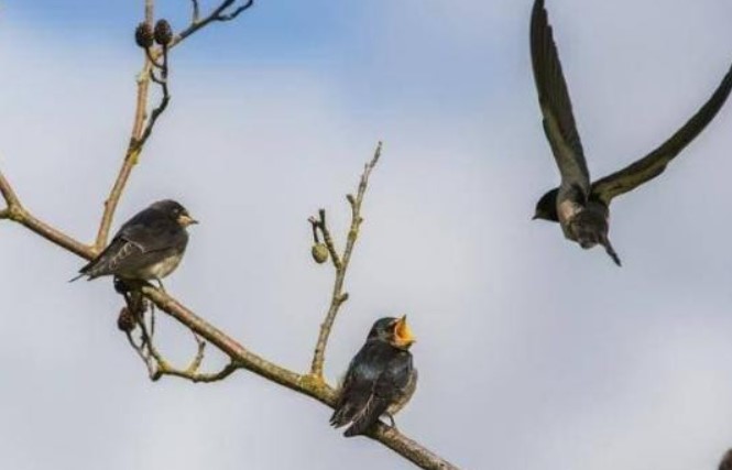 Tại sao xác của các loài chim hầu như không bao giờ nhìn thấy được?