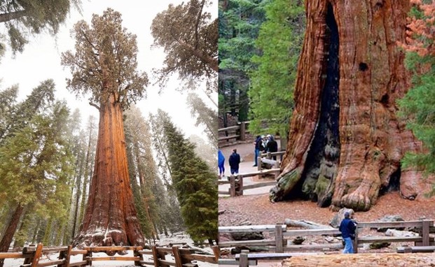 Cây cổ thụ lớn nhất thế giới: Độc lạ ngay từ cái tên, sống sót kỳ tích sau vụ cháy rừng