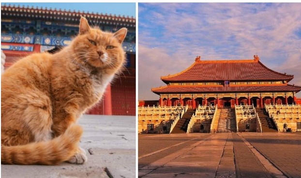 Xuất thân đặc biệt của đội an ninh hơn 200 'thị vệ' ở Tử Cấm Thành chuyên canh giữ bảo vật