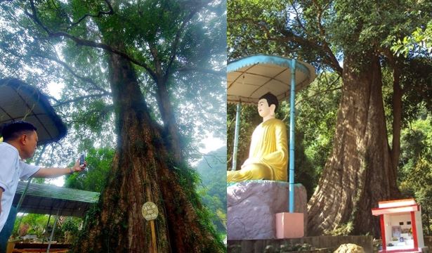 Cận cảnh cây đại cổ thụ của Việt Nam có tuổi thọ ngang ‘ông Bành Tổ’, mang ý nghĩa tâm linh đặc biệt