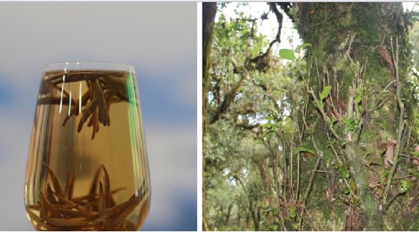 Cây chè cổ thụ ngàn năm tuổi sống trên núi cao sản sinh loại trà 680 triệu đồng/kg đắt nhất Việt Nam