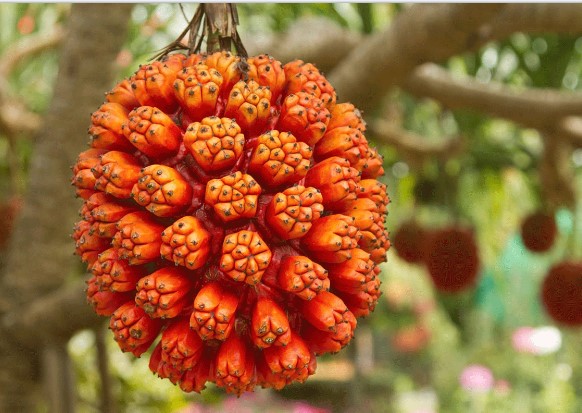 Loại quả là vị thuốc quý ngàn năm của nhiều nước trên thế giới: Mọc dại khắp nơi ở Việt Nam, ít ai biết đến