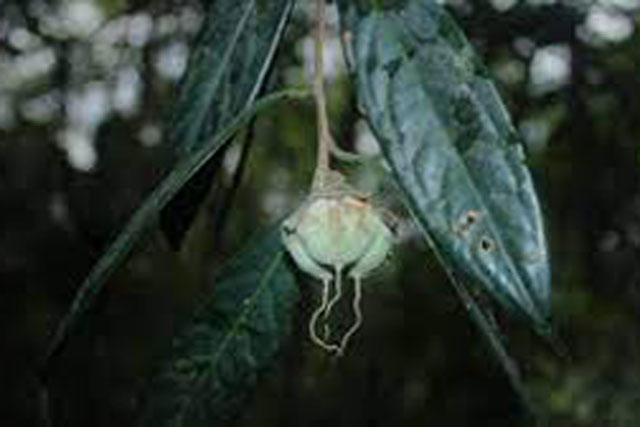 Độc lạ loài cây quý hiếm ở Việt Nam: Hiếm nơi nào có, nguy cơ tuyệt chủng cao