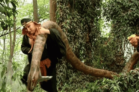Hóa ra mãng xà tinh được Trư Bát Giới Tôn Ngộ Không, Tây Du Ký, trăn khổng lồ, phim Hoa ngữ