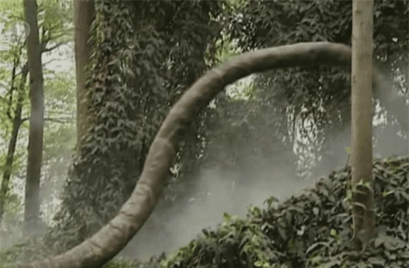 Hóa ra mãng xà tinh được Trư Bát Giới Tôn Ngộ Không, Tây Du Ký, trăn khổng lồ, phim Hoa ngữ