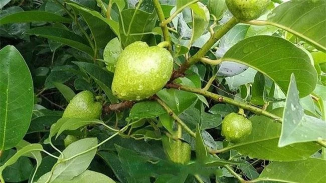 Thứ quả lạ giá 40.000 đồng/kg, thân giống táo ruột giống na, vừa ăn ngon lại có thể làm thuốc - 3