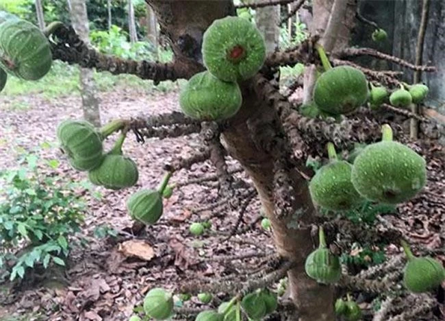 Thứ quả nghe tên đã muốn “né”, ăn xong thì lại thích mê vì ngon và tốt cho sức khỏe, giá 40.000 đồng/kg - 7