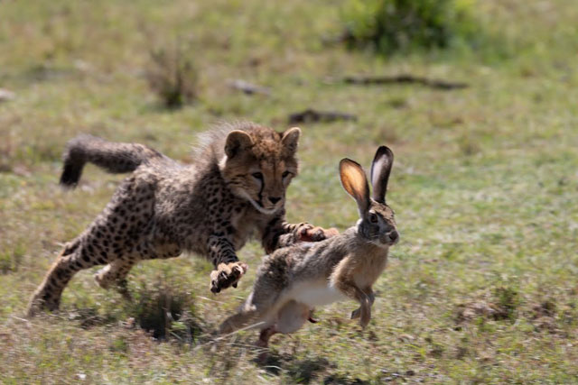 CLIP: Báo săn hành hạ thỏ rừng để dạy con cách săn mồi
