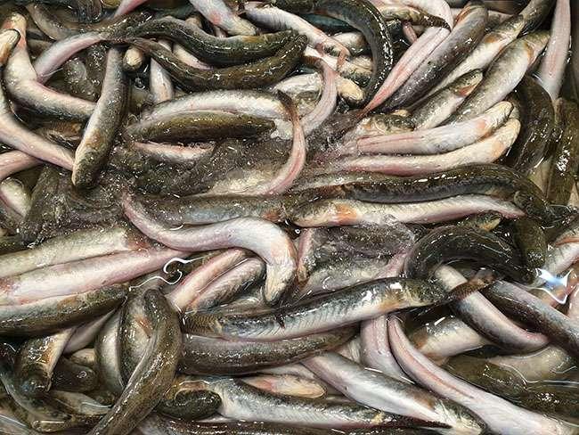 Đặc sản “giãy đành đạch” ở Cà Mau, càng ăn càng nghiện, giá 200.000 đồng/kg mà vẫn hút người mua