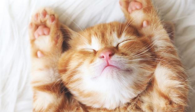 Động vật có mơ hay không?