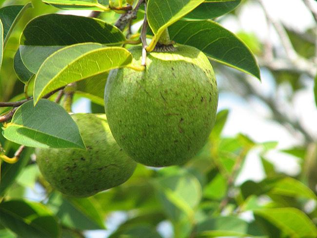 Thứ quả lạ giá 40.000 đồng/kg, thân giống táo ruột giống na, vừa ăn ngon lại có thể làm thuốc