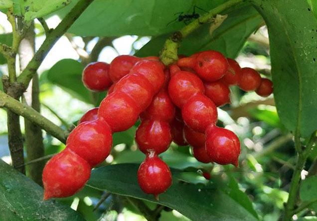 Loại quả nhìn như kẹo hồ lô, là thứ ăn vặt nổi tiếng ở Quảng Ngãi, nó vắng bóng trên chợ mạng và rất khó mua