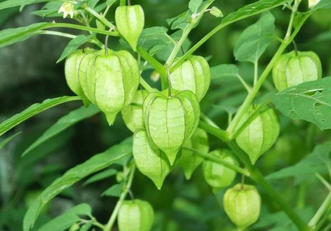 Loại quả có vitamin A cao gấp 8 cà rốt, trước mọc dại chả ai để ý giờ được săn lùng, giá 400.000 đồng/kg