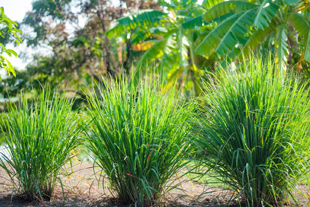 5 loài cây đuổi rắn hiệu quả, nên trồng trong vườn nhà bạn