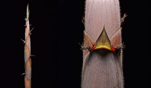 Nở hoa một thế kỷ một lần và sự tái sinh bí ẩn của loài tre Henon khiến các nhà khoa học bối rối