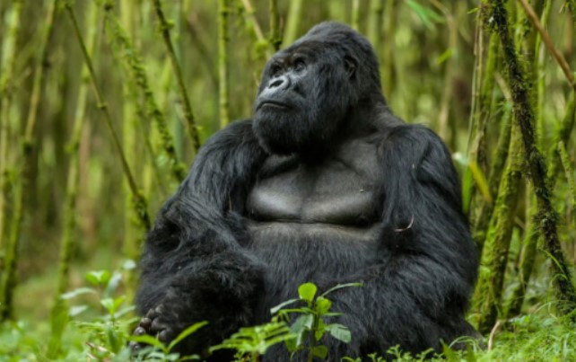 Du lịch động vật hoang dã trên thế giới được quy định như thế nào?