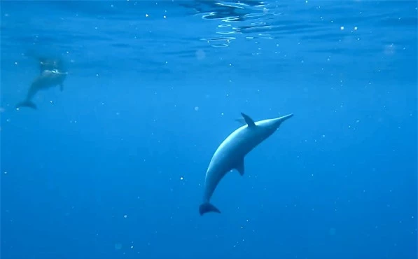Từ năm ngoái, hoạt động bơi cùng cá heo tại Hawaii đã bị cấm. Ảnh: Michael Dean, 2017/Creative Commons