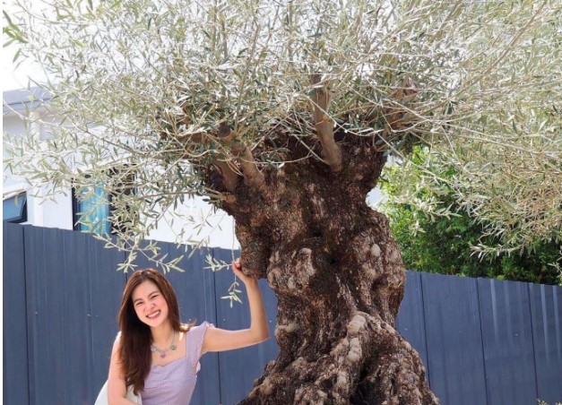 ''Ngọc nữ'' Baifern săn gốc oliu hơn 700 năm tuổi trồng trước dinh thự 55 tỷ, ý nghĩa ẩn sau khiến ai cũng bất ngờ