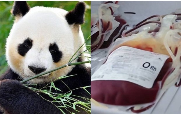 Nhóm máu hiếm nhất của gấu trúc, chỉ chiếm 1%: Mang mã gen 'báu vật', có thể điều trị ung thư?